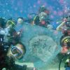 Дайвинг туры из Минска с дайвинг клубом «Морской Пегас»