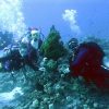 Дайвинг туры на Новый Год из Минска с дайвинг клубом «Морской Пегас»