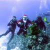 Дайвинг туры на Новый Год из Минска с дайвинг клубом «Морской Пегас»