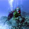 Дайвинг туры на Новый Год из Минска с дайвинг клубом «Морской Пегас»